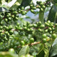 Rohkaffee - Kolumbien - Las Flores - Bourbon Sidra - natural