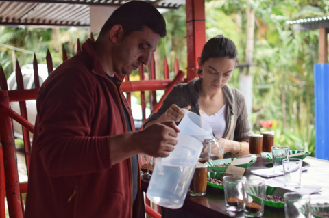 Rohkaffee - Kolumbien - Monteverde - Caturra - hot fermentation (Semi-DECAF)