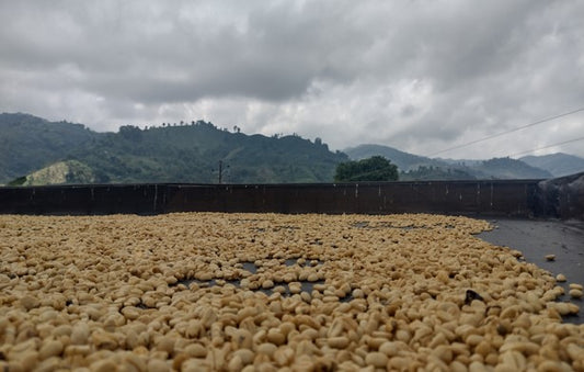 Green coffee - Colombia - La Sirena - Castillo - Osmotic Dehydration Diamont - Honey - Co-fermentation