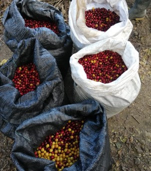 Rohkaffee - Kolumbien - Inga Aponte - Indigene Gruppe - Caturra/Colombia - honey