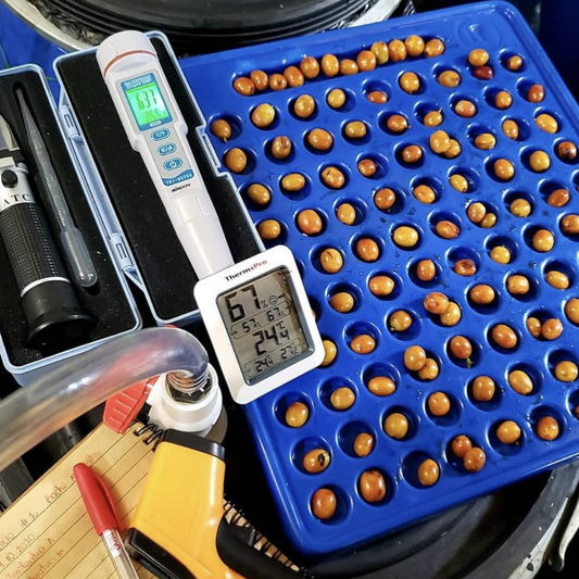 Rohkaffee - Kolumbien - El Silencio - Sara Gutierrez - Yellow Colombia - Natural Carbonic Maceration 168h