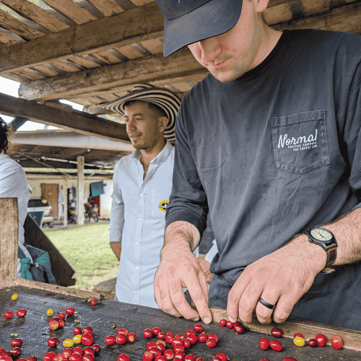 Rohkaffee - Kolumbien - El Girasol - Caturra/Castillo/Colombia - semiwashed