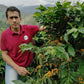 Rohkaffee - Kolumbien - Rainforest  Community Coffee  -  RFA Certified (washed)