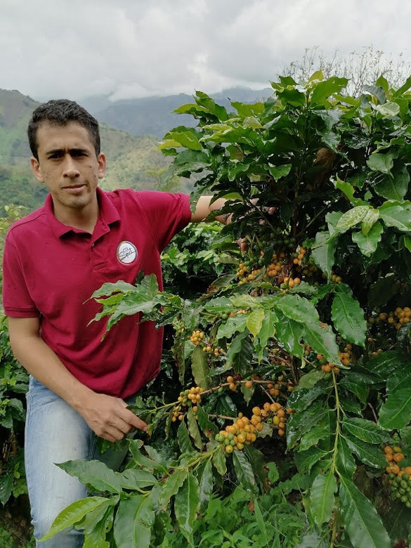 Rohkaffee - Kolumbien - Rainforest  Community Coffee  -  RFA Certified (washed)