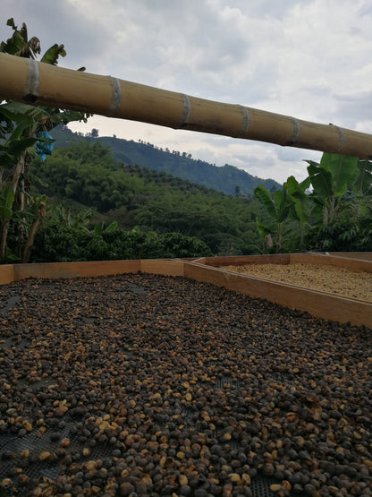 Rohkaffee - Kolumbien - Villa Esperanza Castillo (natural)