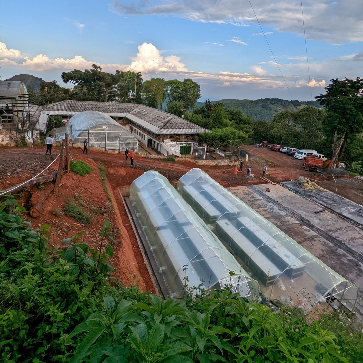 Green Coffee - Colombia - Inmaculada Geisha - Natural