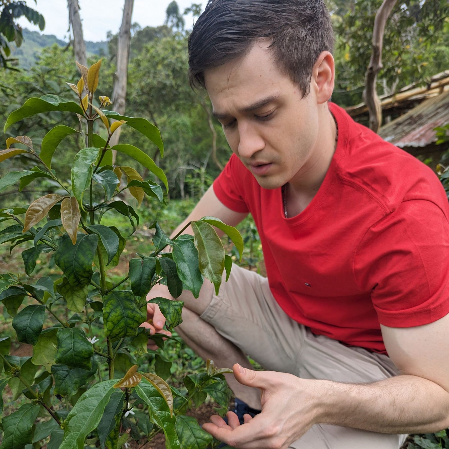 Rohkaffee - Kolumbien - Inmaculada Geisha - Natural