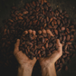 Olmecacao - Ceremonial cocoa / ritual cocoa - 100% raw cocoa mass 0.25kg (2x125g bars) 