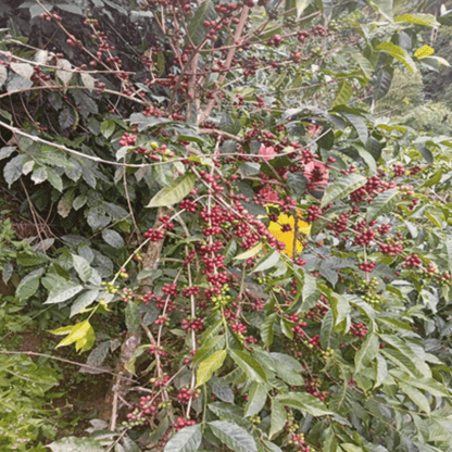 Sample pack - Colombia - La Moneda - Gesha/Geisha - Semi Washed