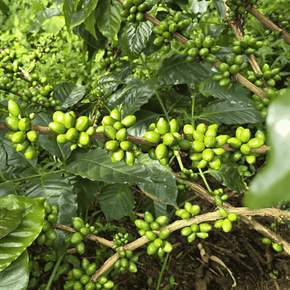 Probierpaket - Kolumbien - Las Brisas - Chiroso - Gewaschen