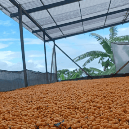 Probierpaket - Kolumbien - Las Brisas - Chiroso - Gewaschen