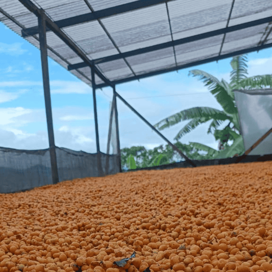 Green coffee - Colombia - Las Brisas - Chiroso - Washed