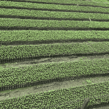 Probierpaket - Kolumbien - Las Brisas - Chiroso - Gewaschen