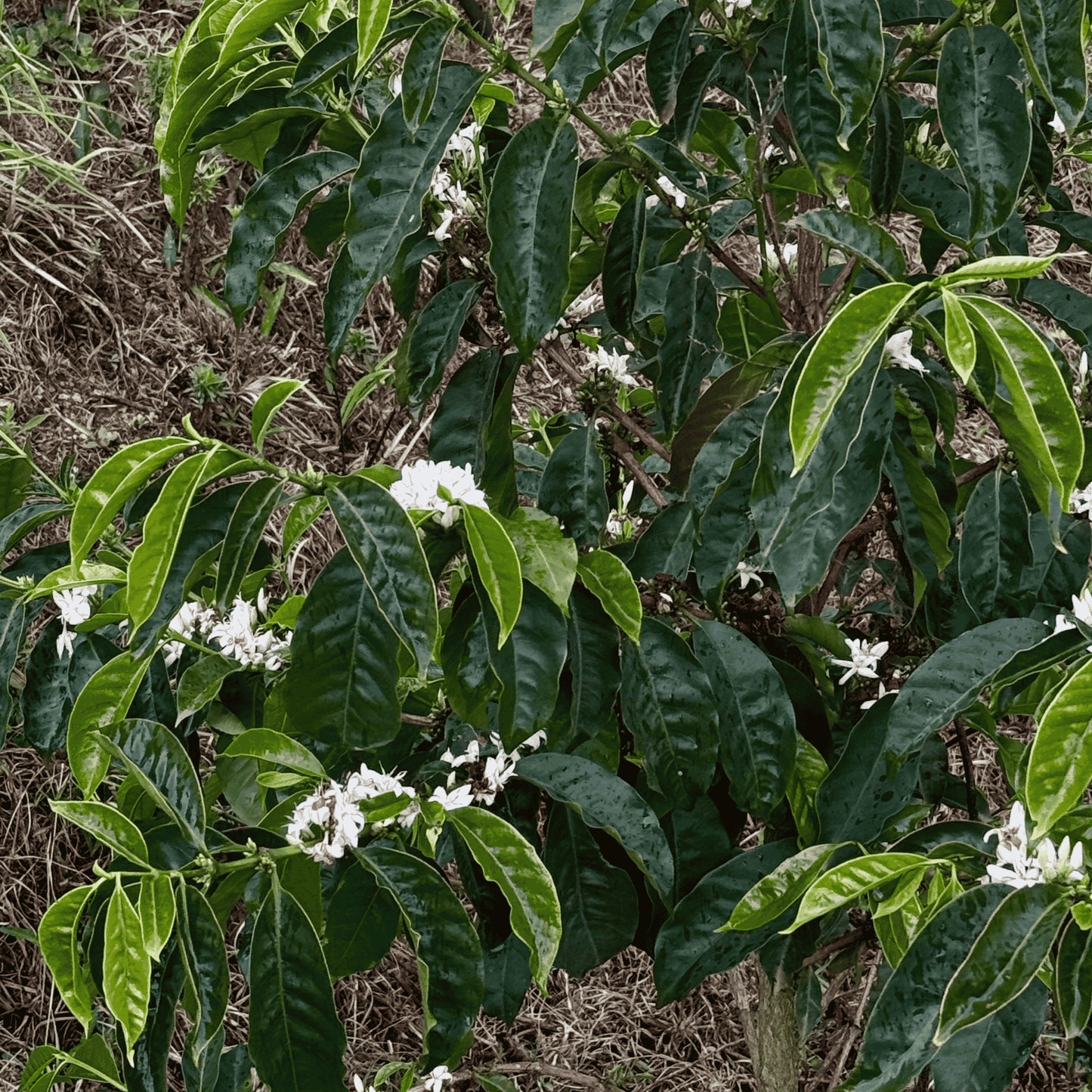 Probierpaket - Kolumbien - Las Brisas - Chiroso - Gewaschen