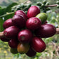 Rohkaffee - Kolumbien - Monteverde Geisha (red natural)