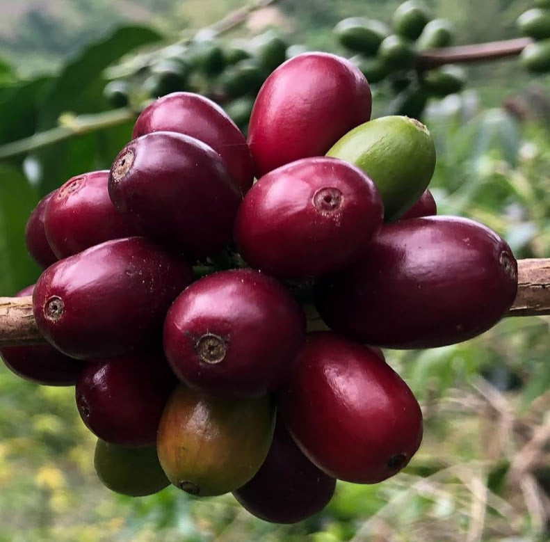 Rohkaffee - Kolumbien - Monteverde Geisha (red natural)