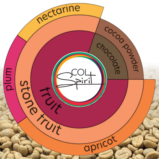 Rohkaffee - Kolumbien - Las Alegrias - Castillo - Osmotic Dehydration Apricot - Honey - Co-Fermentation