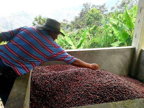 Rohkaffee - Kolumbien - Soto Blend - Caturra/Colombia - gewaschen