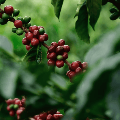 Probierpaket - Kolumbien - Los Nogales - Typica - DECAF (Low-Caf)
